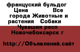 француский бульдог › Цена ­ 40 000 - Все города Животные и растения » Собаки   . Чувашия респ.,Новочебоксарск г.